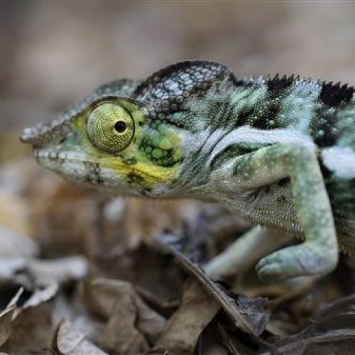 Nosy Be Island Chameleon