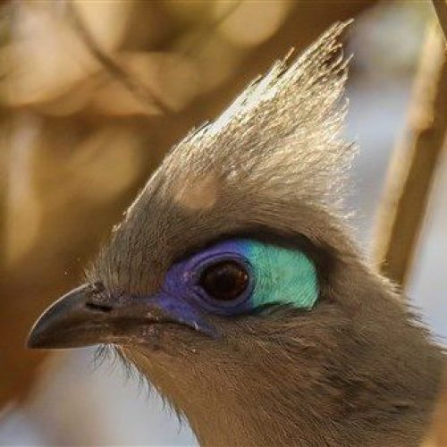 Lodge de la saline birds