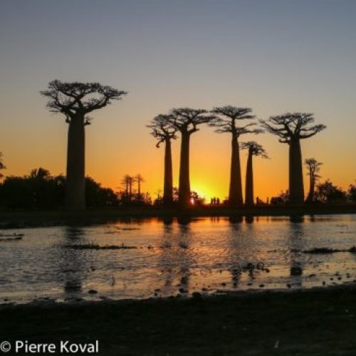 Baobab avenue