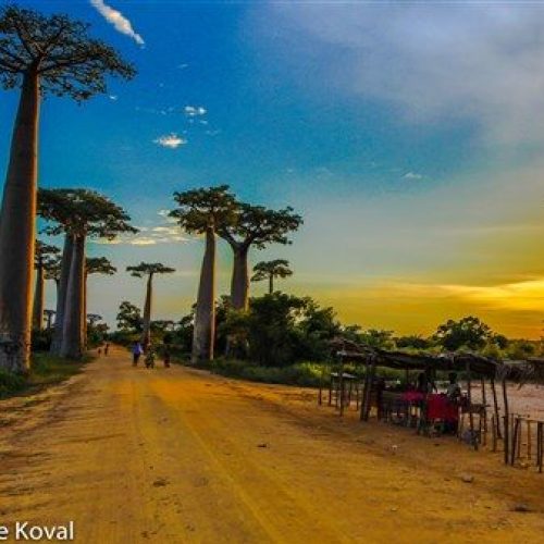 Baobab avenue baobab trees