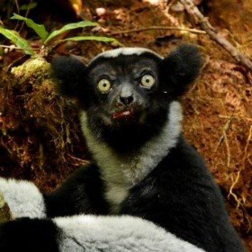 Indri-Indri