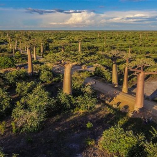 Baobab avenue