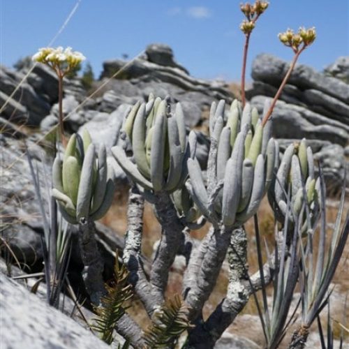 Botanische Reise Madagaskar