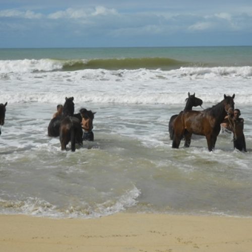 Reiten am Indischen Ozean