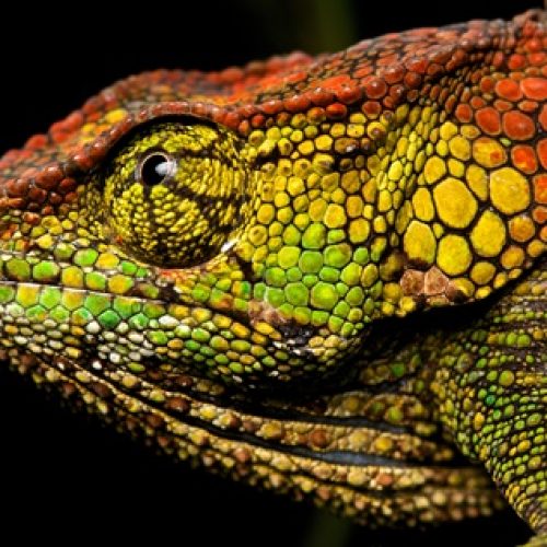 Female chameleon (Calumma sp.) - Copie