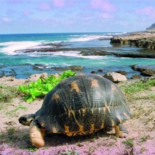 Fort Dauphin Strahlenschildkröte