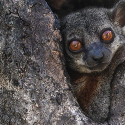 Tsingy from Bemaraha Lemurs