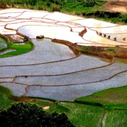 Rice fields betafo