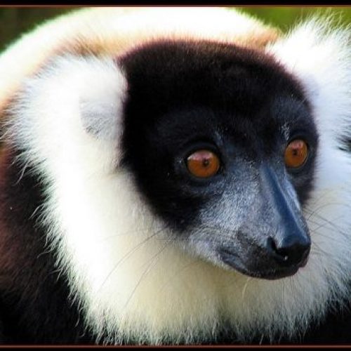 Lemurs in Madagascar